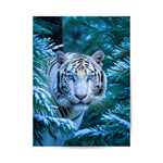 Image for size: 60cm x 80cm